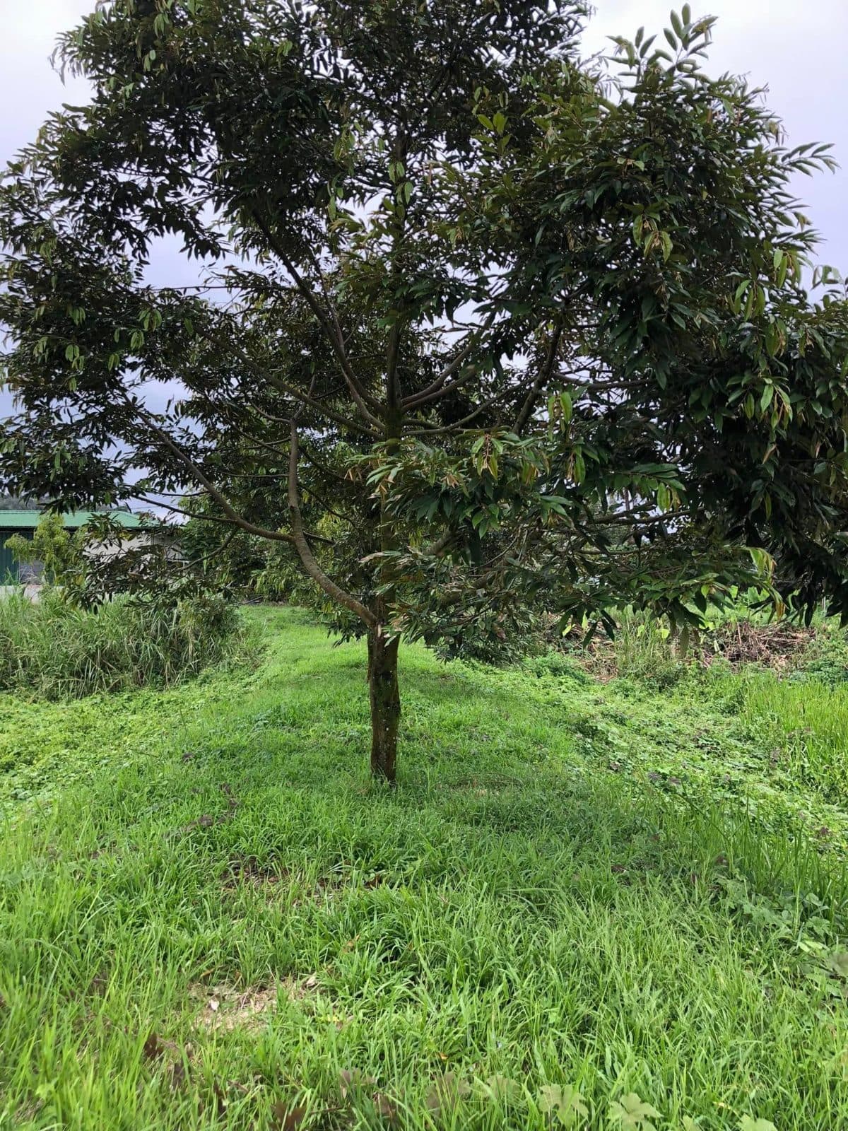 Raub Durian - Photo 25