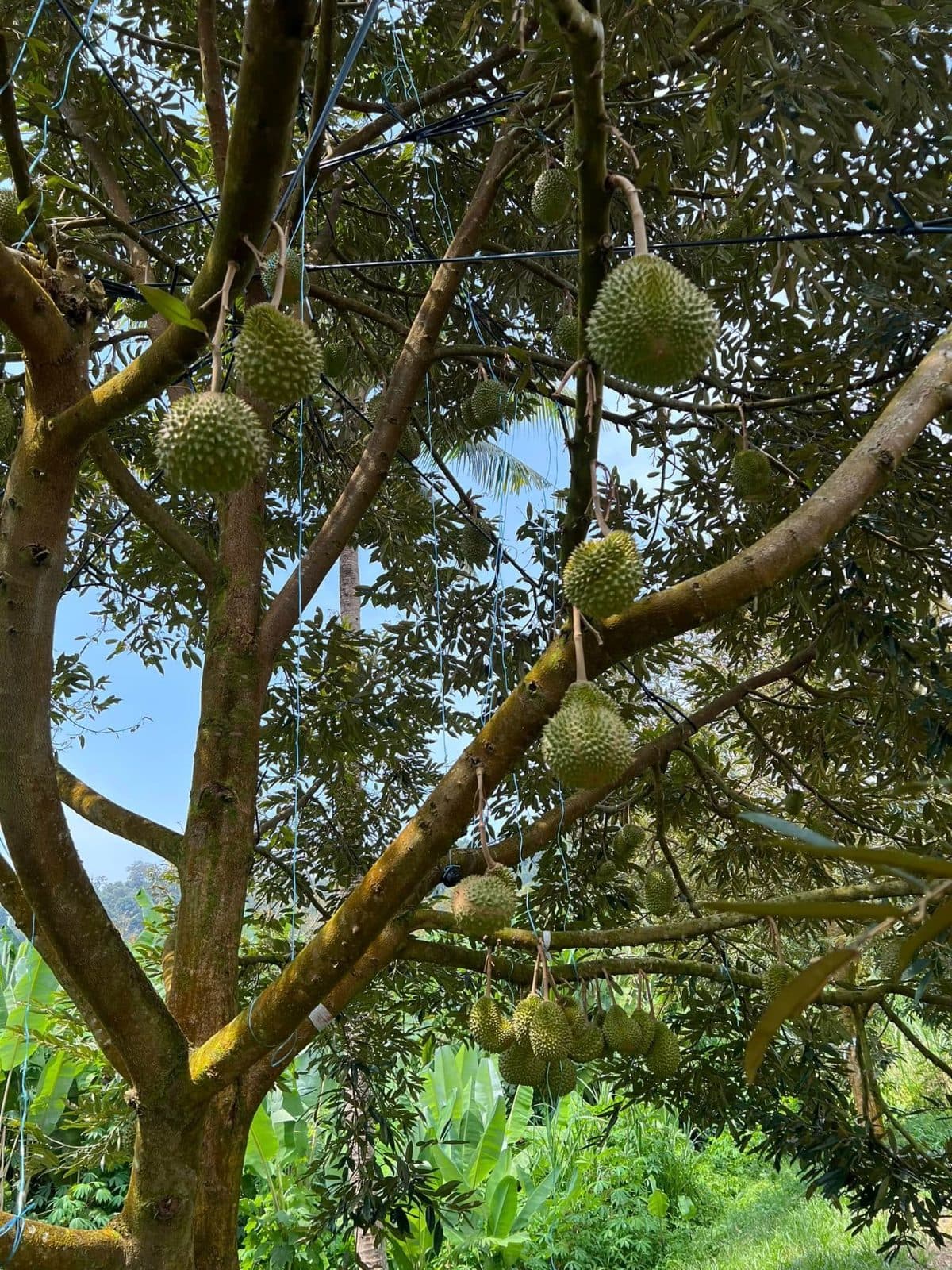 Raub Durian farm