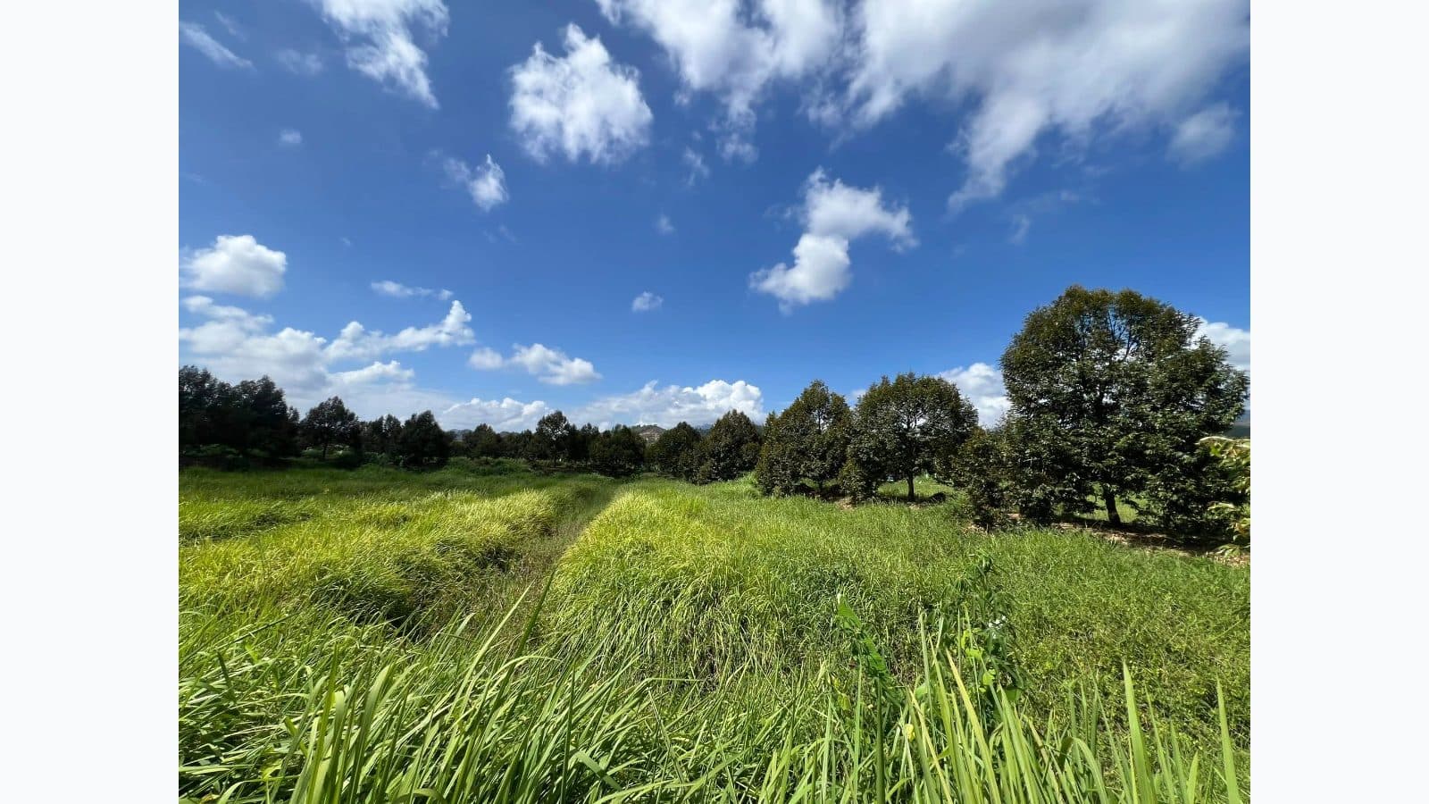 Wan Rdtg farm photo