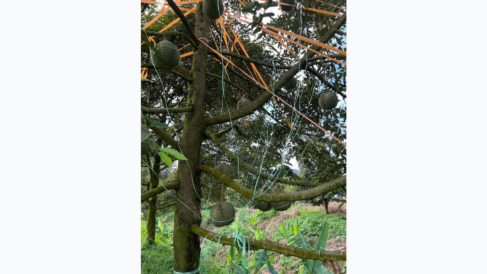 Wan Rdtg farm photo