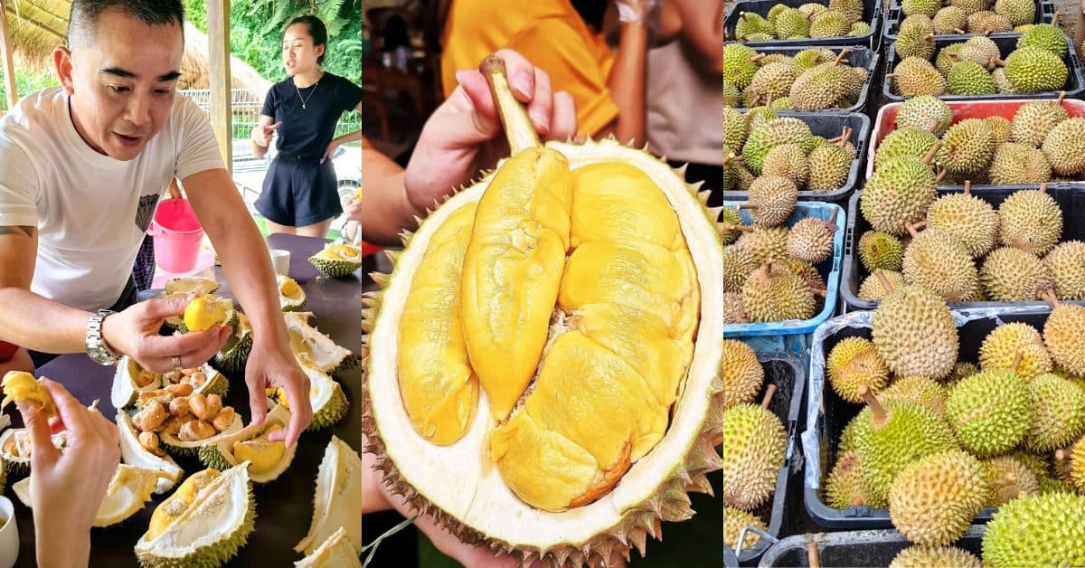 Durian Buffet Limited Edition (HONDATA)
