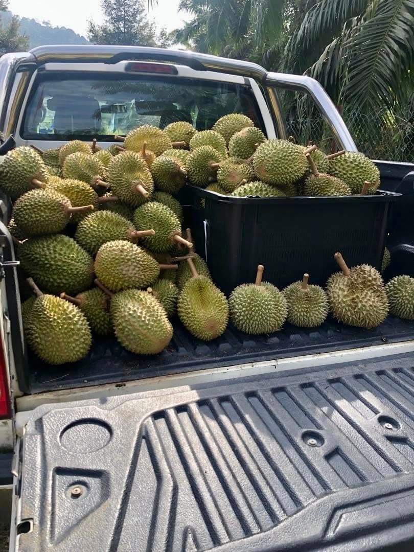 Direct Sale Durian Premium