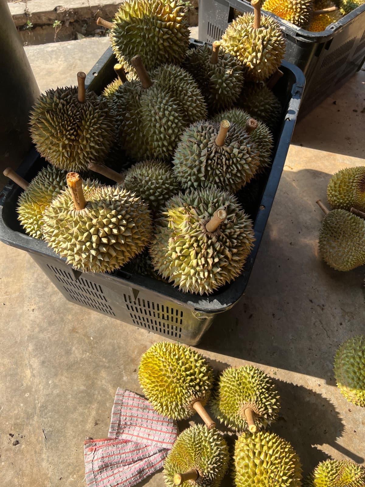 Premium Durian Musang King from Wan Rdtg Kebun Musang King