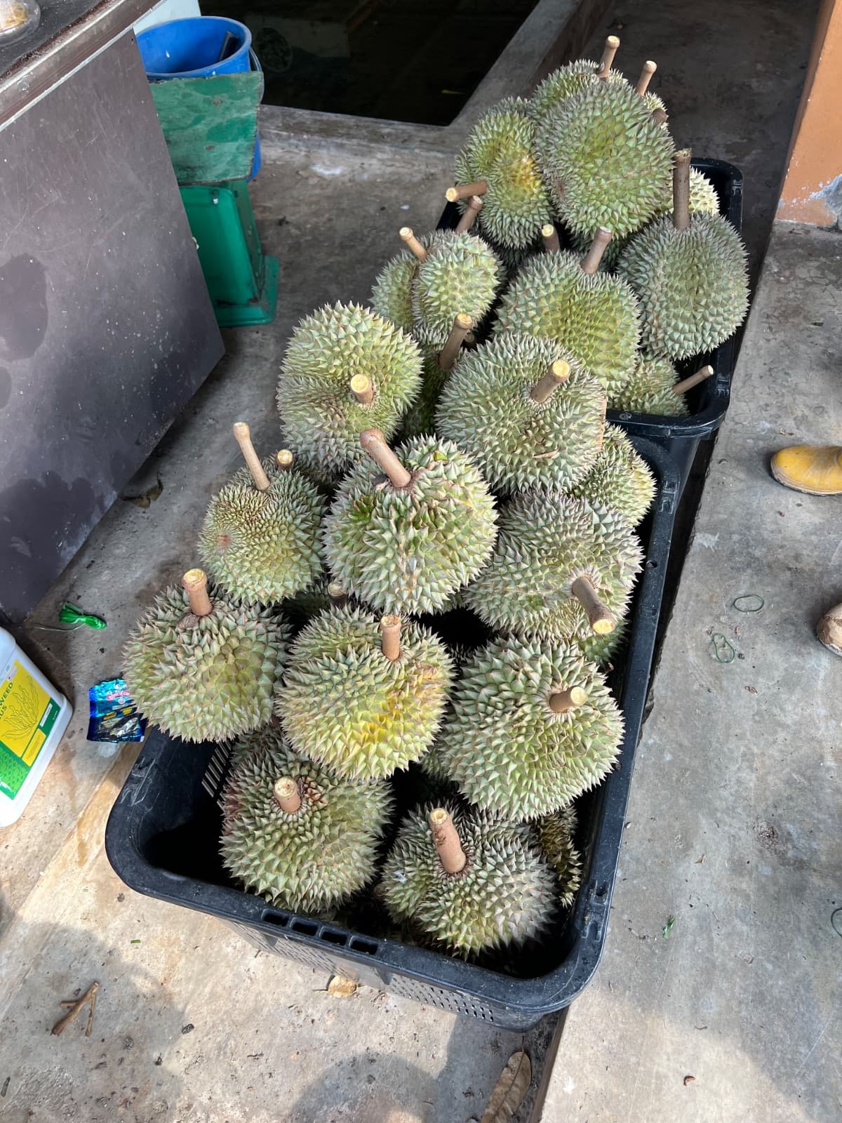 Premium Durian Musang King - additional image 2