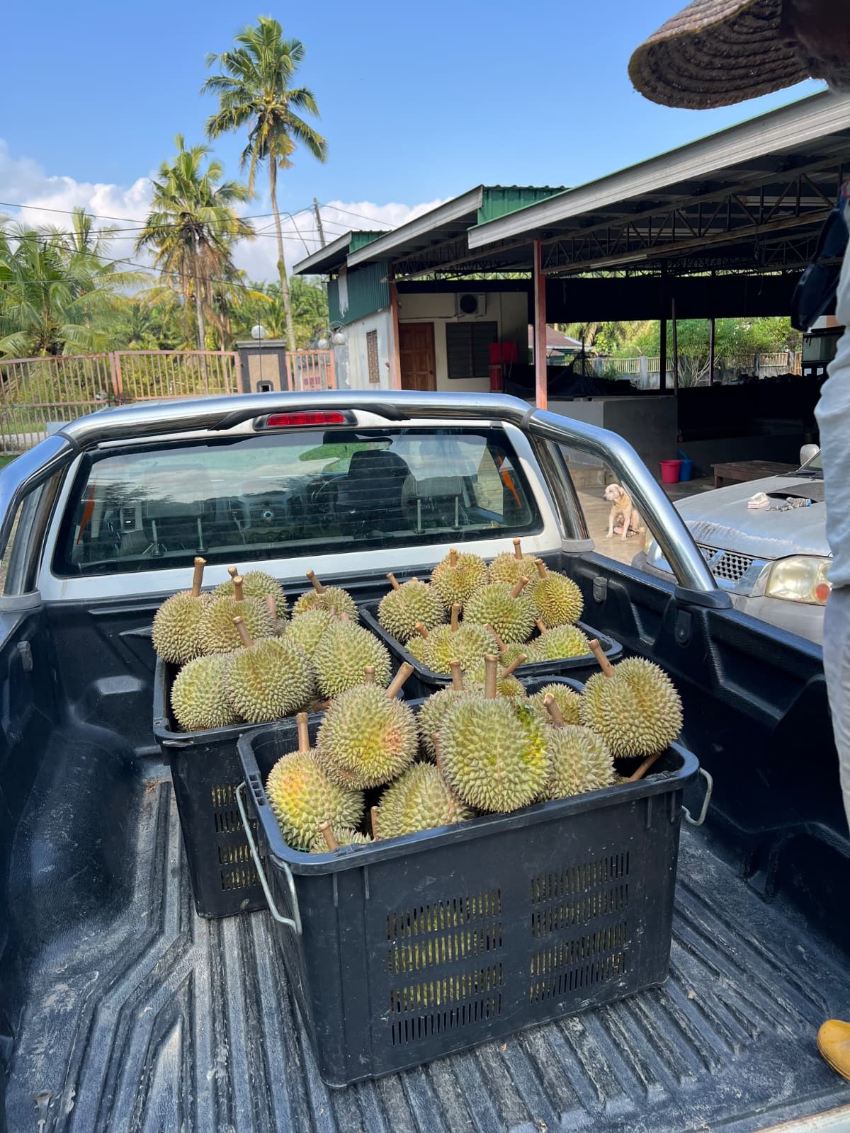 Premium Durian Musang King - additional image 3