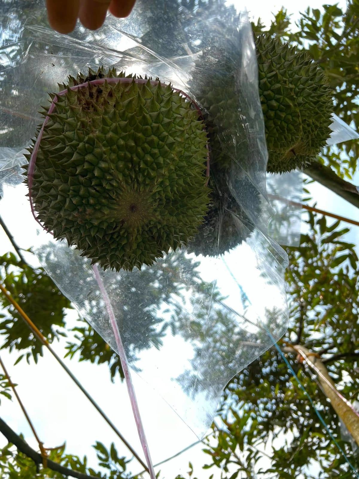 Durian Burung Hantu