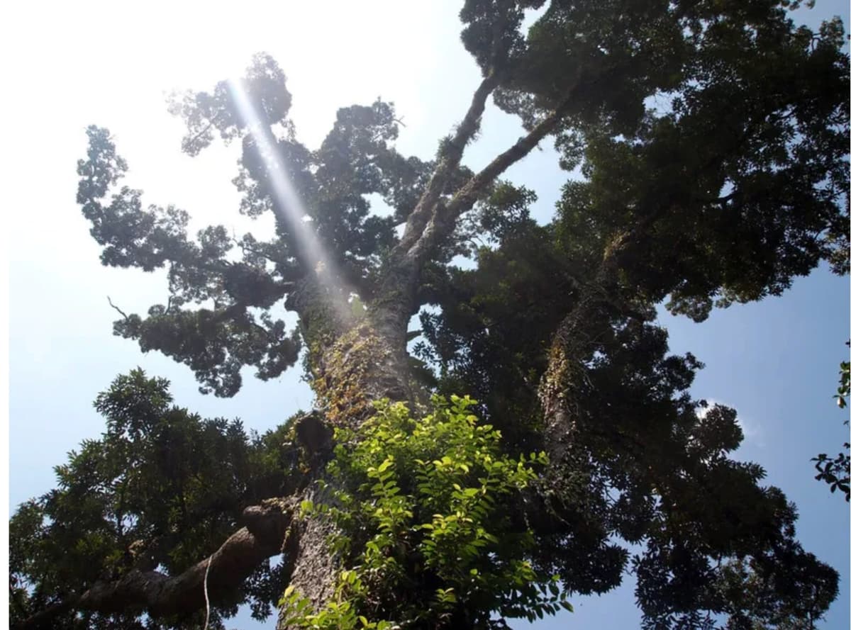 Old Tree MK from Raub Durian