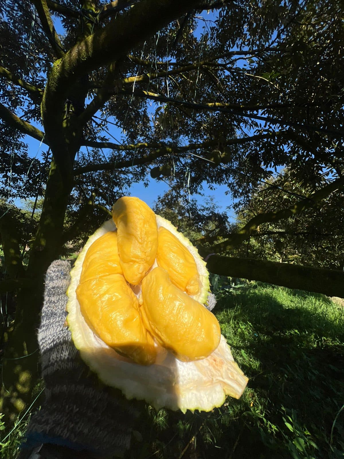 Durian Musang King JADAM Organik