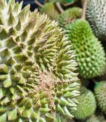 Premium & Local Kampung Durian (Buffet booking or Pre-Order for consumption at our farm) - additional image 2