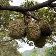 Premium & Local Kampung Durian (Buffet booking or Pre-Order for consumption at our farm) from Ah Sing Durian