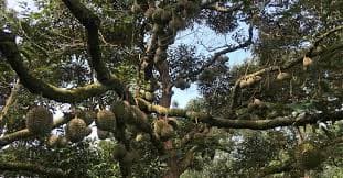 Premium & Local Kampung Durian (Buffet booking or Pre-Order for consumption at our farm) - additional image 3